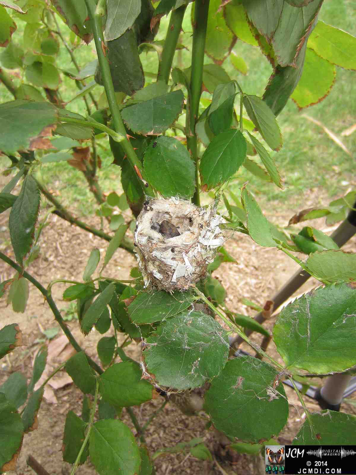 Allens Hummingbird nest, chick and filming setup
